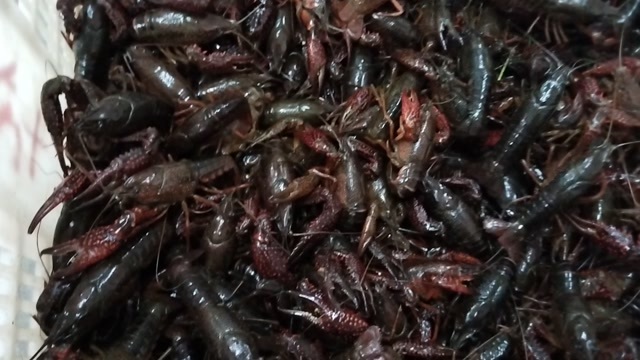 沅江市小龙虾一手货源基地直发小龙虾