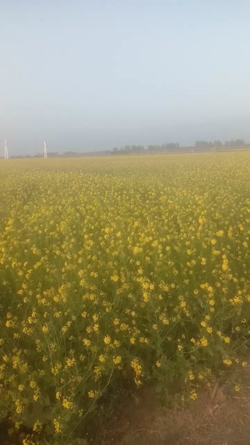  油菜籽