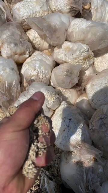  食用菌渣