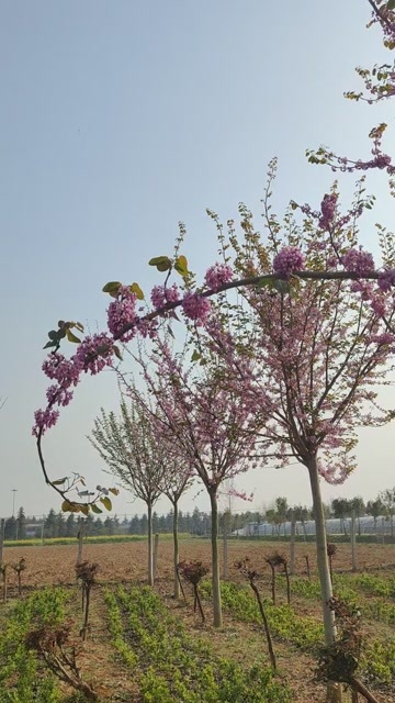 泌阳县紫荆花树