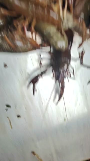  小龙虾