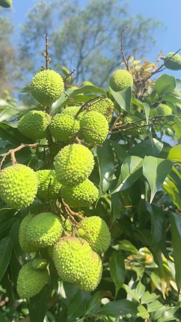  荔枝