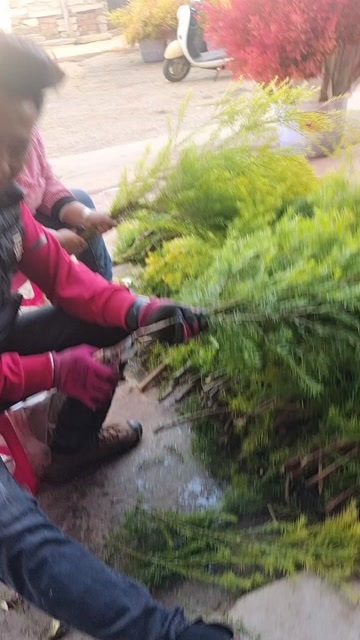  红千层