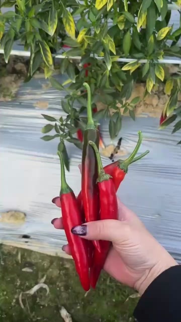  辣椒