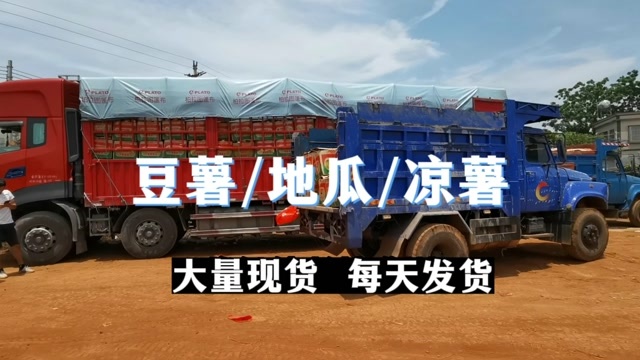徐闻县#豆薯#地瓜 产地农户直供，大量现货，严格把控品质。