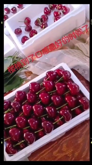 瓦房店市大连美枣樱桃，脆甜可口