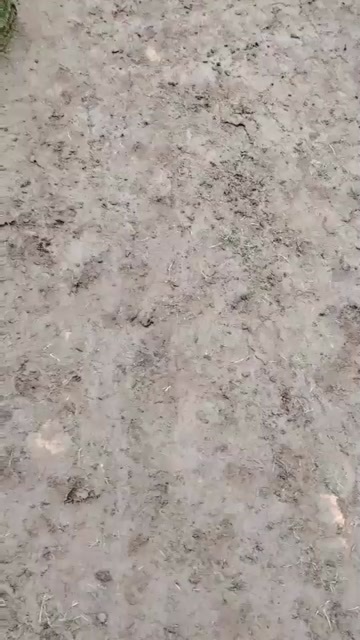  草