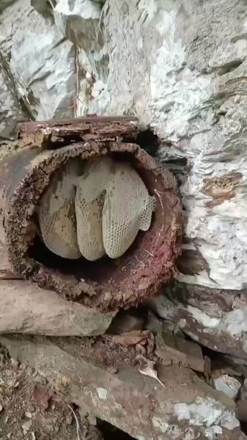  野蜂蜜