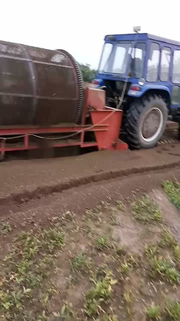 半夏种苗 旱半夏种球