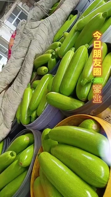 寿光市现摘新鲜寿光西葫芦当季嫩瓜茭瓜