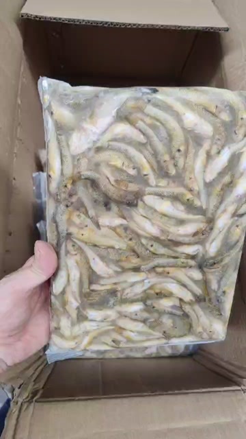 广州鲜冻山坑鱼加工 别名小溪鱼 小黄鱼一手货源批发 长期合作洽谈