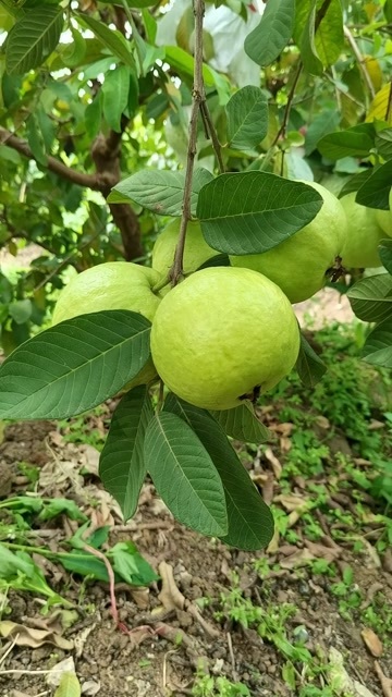 汕头出售自家果园白心番石榴 脆甜可口 14年的老树