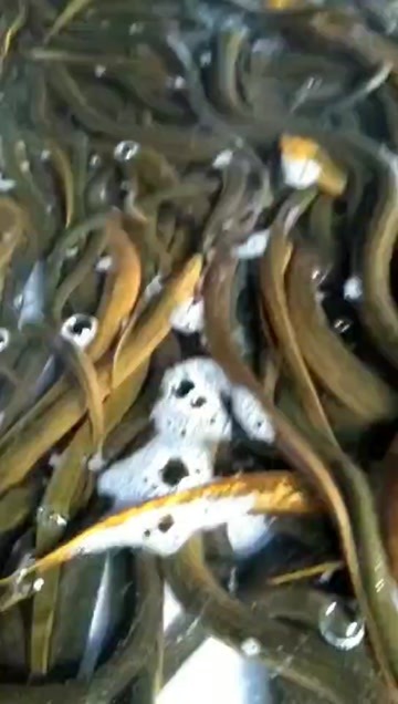  黄鳝