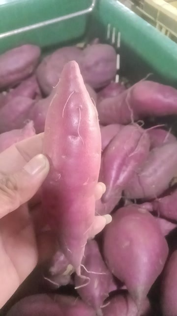 澄迈县红薯