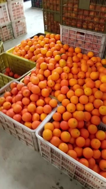  夏橙