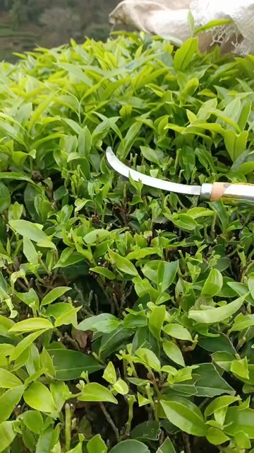 乌龙茶