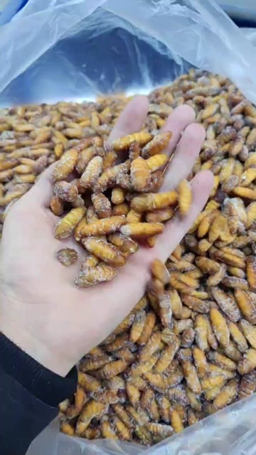广州金丝小蚕蛹 无黑头等级a 大量批发，长期做包装挑可以详谈