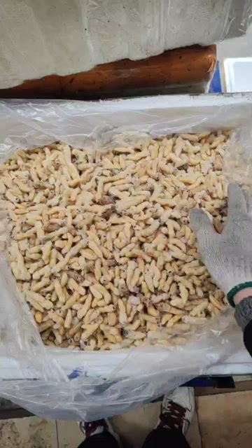 广州熟冻土蜂蛹 土蜂二级 金环二级蛹
