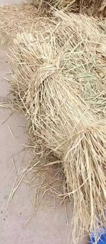 调兵山市稻草治沙草，稻草长草手把捆压成。