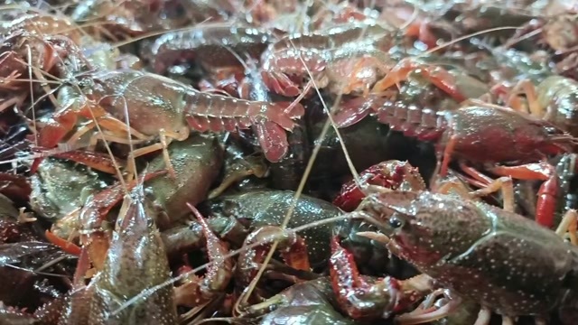  小龙虾