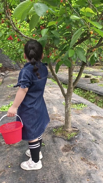  红灯樱桃苗