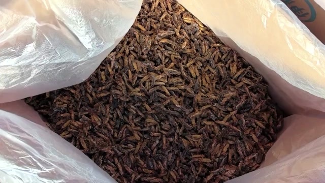  蝼蛄