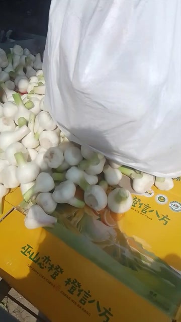  大蒜