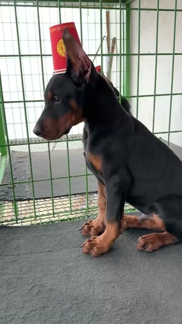  杜宾犬