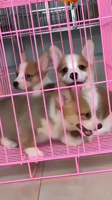  柯基犬