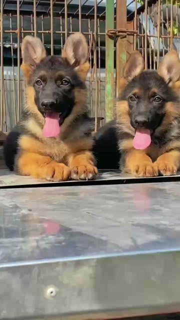  牧羊犬