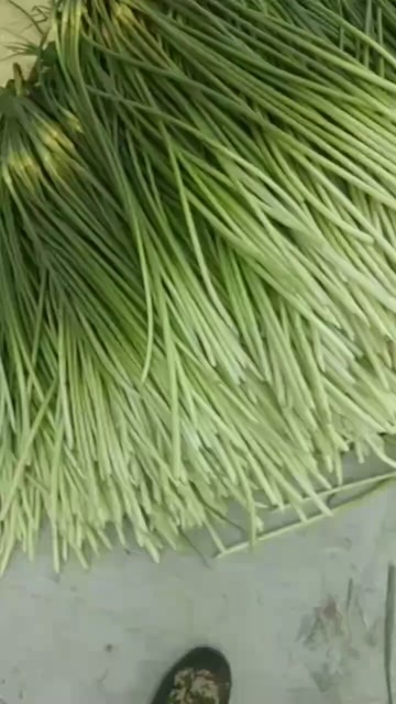  绿帽蒜苔
