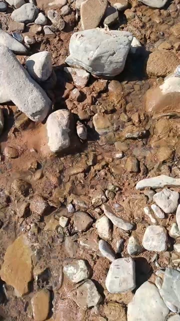 庄浪县花泥鳅