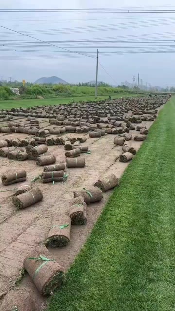  草坪