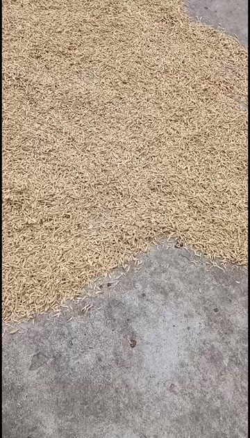 嘢生麦冬  自然生长,生晒无硫药性足,气味香浓 药食同用。