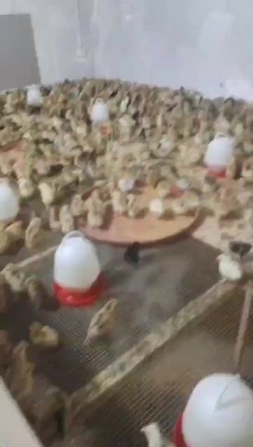 衡阳鸡苗
