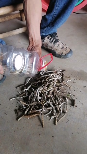 随县天然冬虫夏草干货包邮中药材菌虫草自己上山采挖6块一条要多优惠