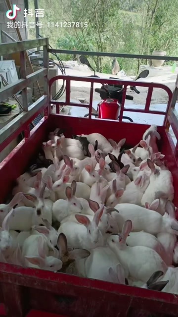  肉兔