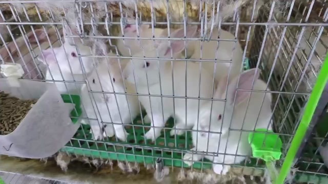  肉兔