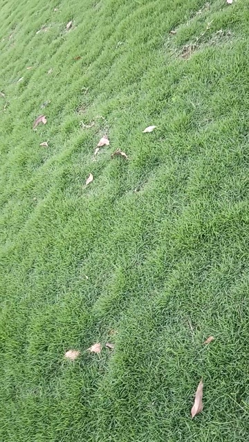  马尼拉草皮