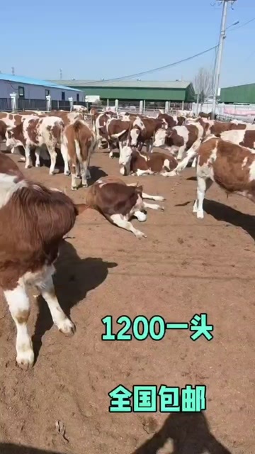  西门塔尔牛