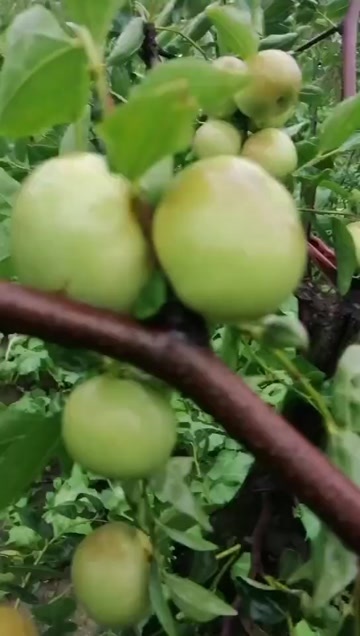  蟠枣苗