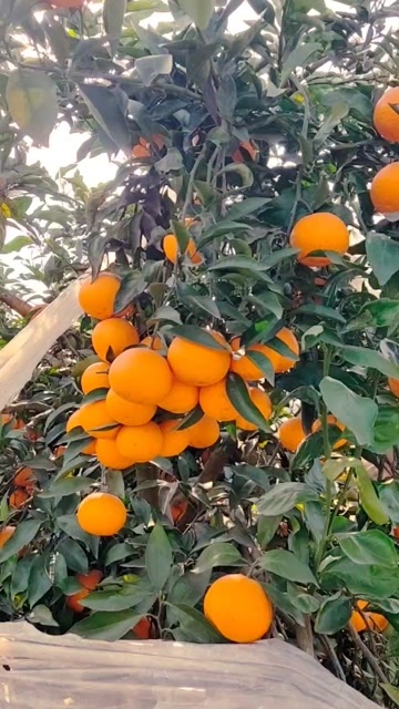 仁寿县青见柑橘