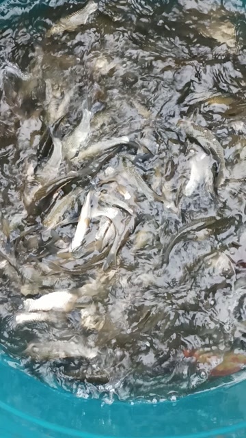 嘉禾县一斤三四十的条的草鱼苗大量上市了，有需要的欢迎下单