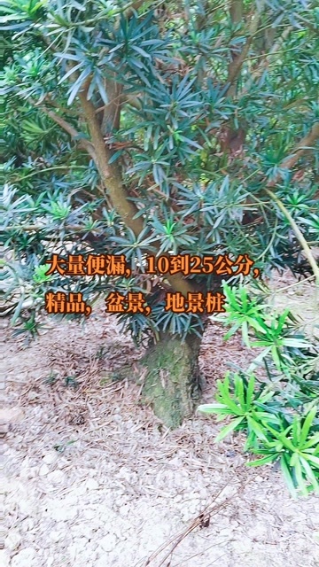 廉江市精品弯头，地景，盆景，罗汉松桩，10到22公分