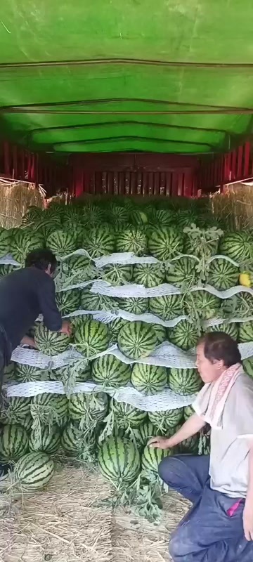 大荔县西瓜，甜王，美都