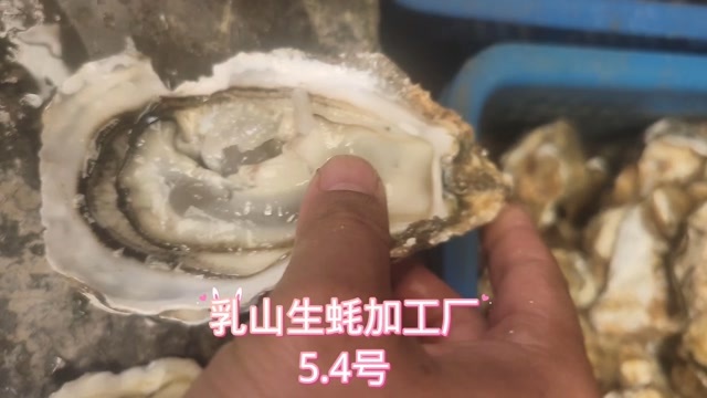 乳山市乳山生蚝牡蛎原产地加工厂