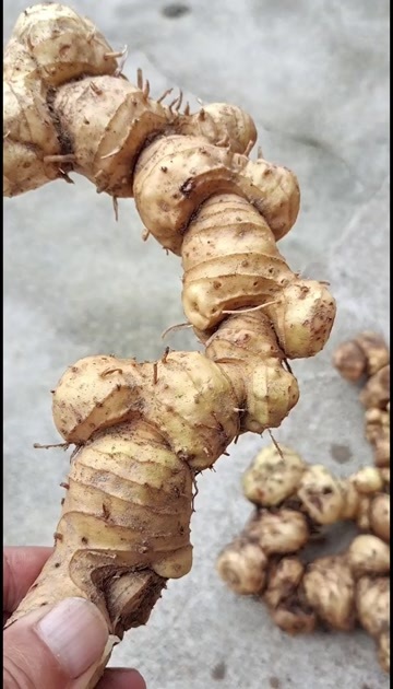 洪江市纯多花黄精种植鸡头黄精