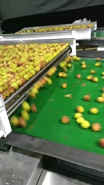 陵水县妃子笑