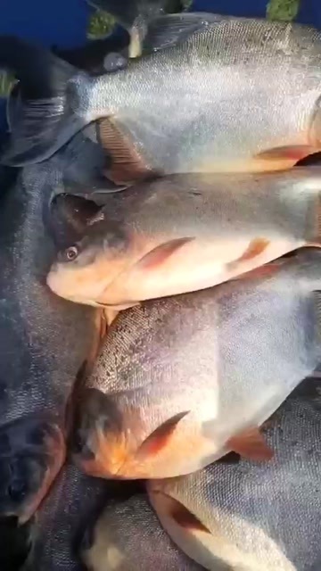 钦州白鲳鱼