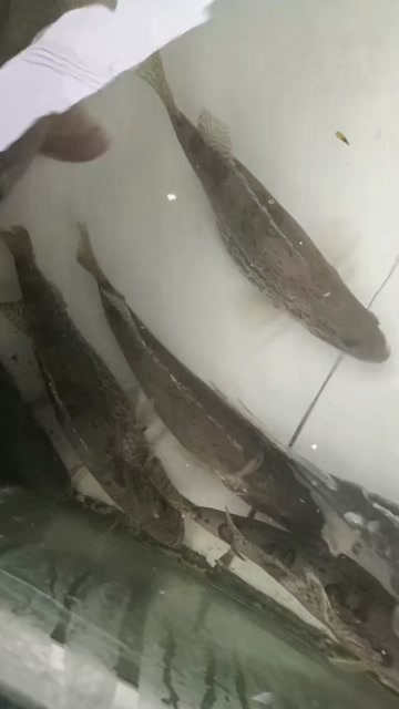  桂鱼